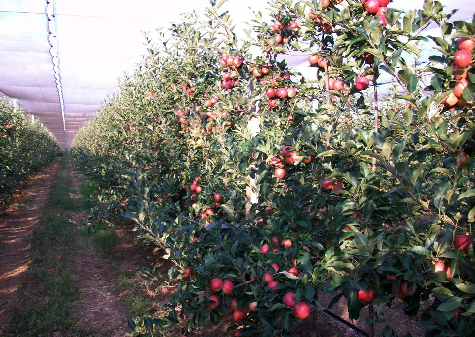 Karfrut Meyve Üretimi