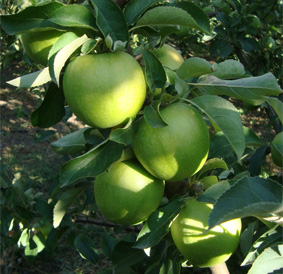 Granny Smith Elma