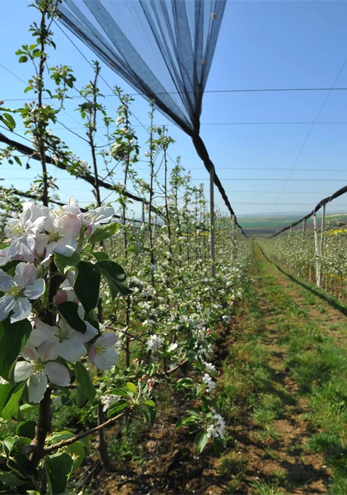 Karfrut Üretim Tesisi