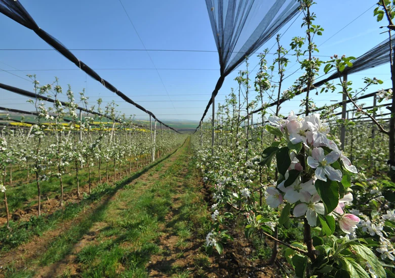 Karfrut Üretim Tesisleri