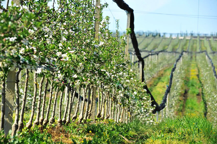 Karfrut Meyve Üretimi
