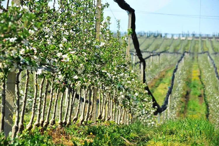 Karfrut Meyve Üretimi